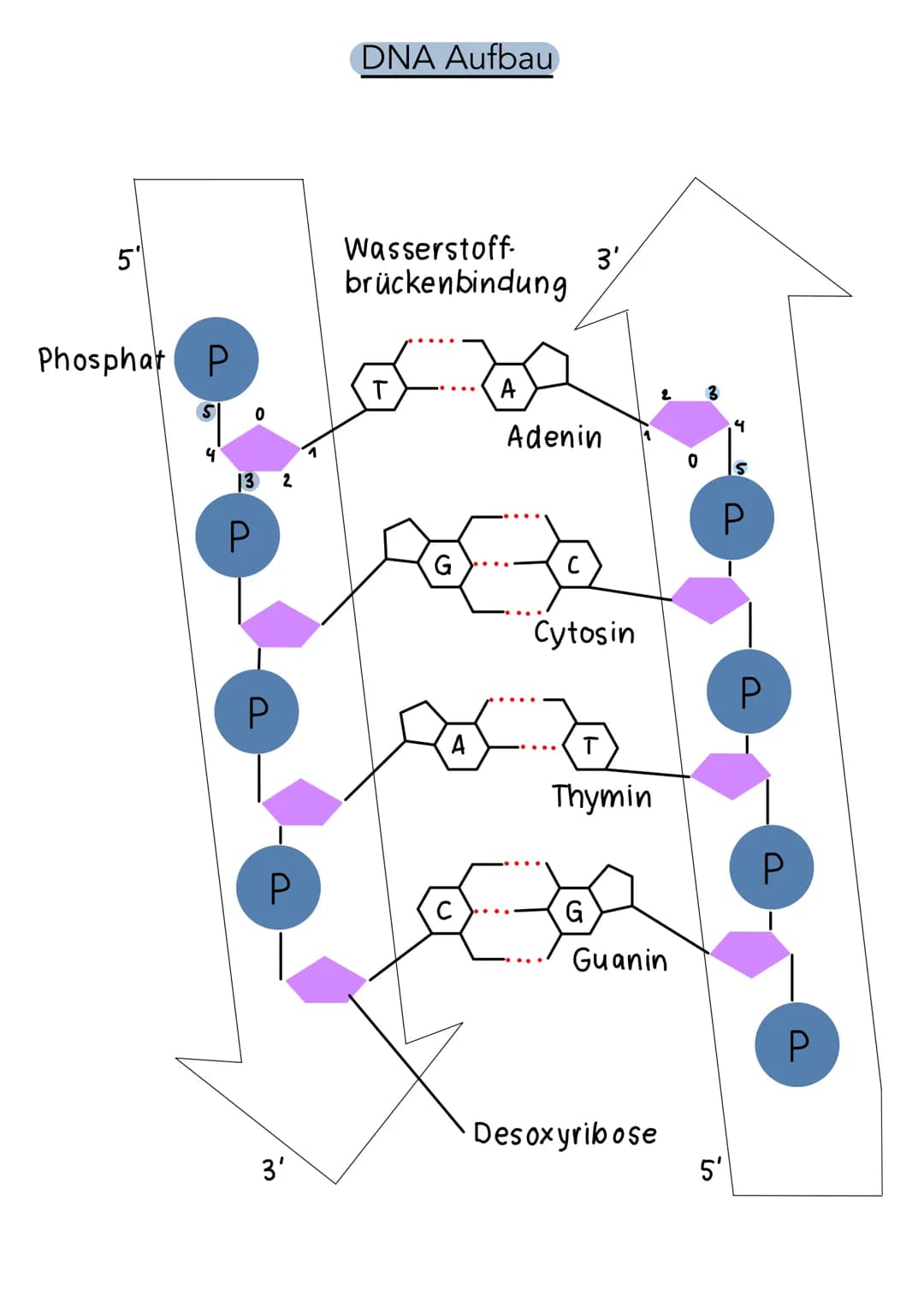 5'
Phosphat P
13 2
P
P
P
3'
DNA Aufbau
Wasserstoff-
brückenbindung
A
с
A
3',
Adenin
Cytosin
T
Thymin
G
Guanin
Desoxyribose
0
4
5'
S
P
P
P
P 