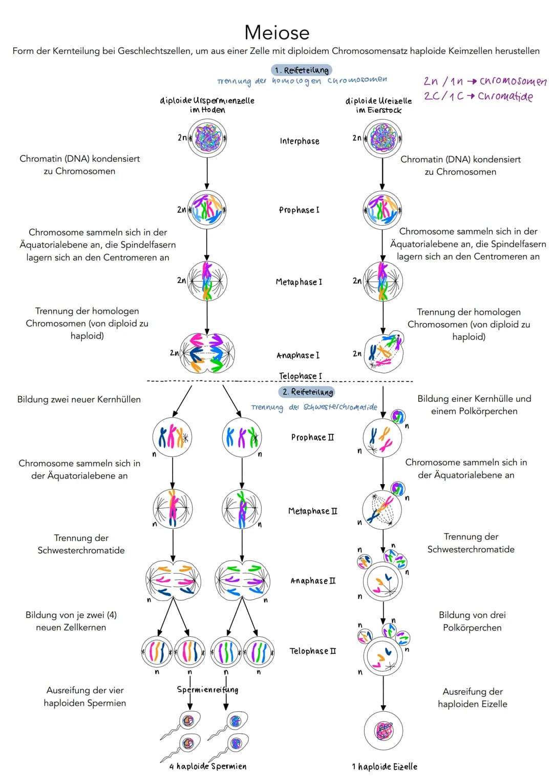 5'
Phosphat P
13 2
P
P
P
3'
DNA Aufbau
Wasserstoff-
brückenbindung
A
с
A
3',
Adenin
Cytosin
T
Thymin
G
Guanin
Desoxyribose
0
4
5'
S
P
P
P
P 