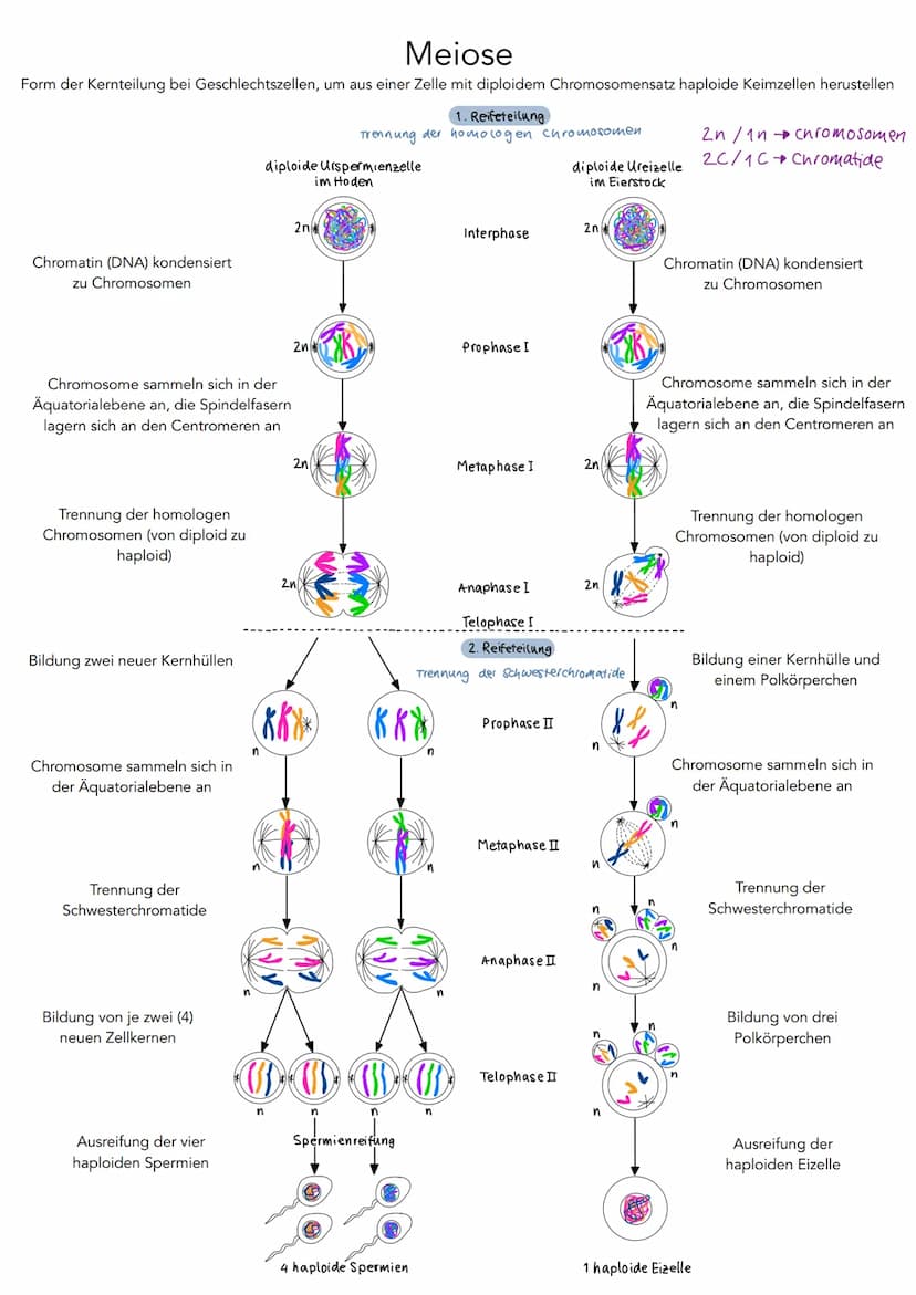5'
Phosphat P
13 2
P
P
P
3'
DNA Aufbau
Wasserstoff-
brückenbindung
A
с
A
3',
Adenin
Cytosin
T
Thymin
G
Guanin
Desoxyribose
0
4
5'
S
P
P
P
P 