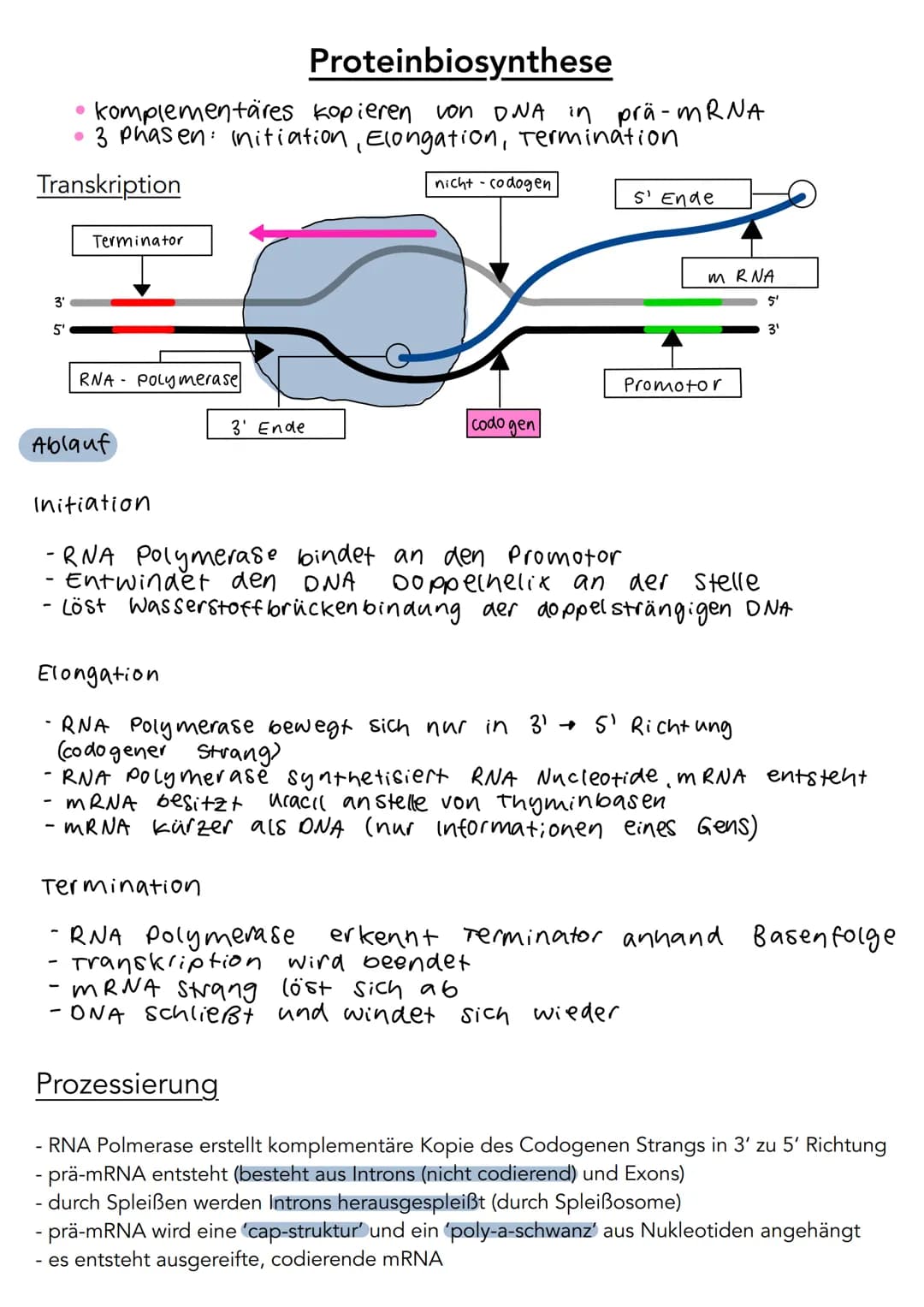 5'
Phosphat P
13 2
P
P
P
3'
DNA Aufbau
Wasserstoff-
brückenbindung
A
с
A
3',
Adenin
Cytosin
T
Thymin
G
Guanin
Desoxyribose
0
4
5'
S
P
P
P
P 