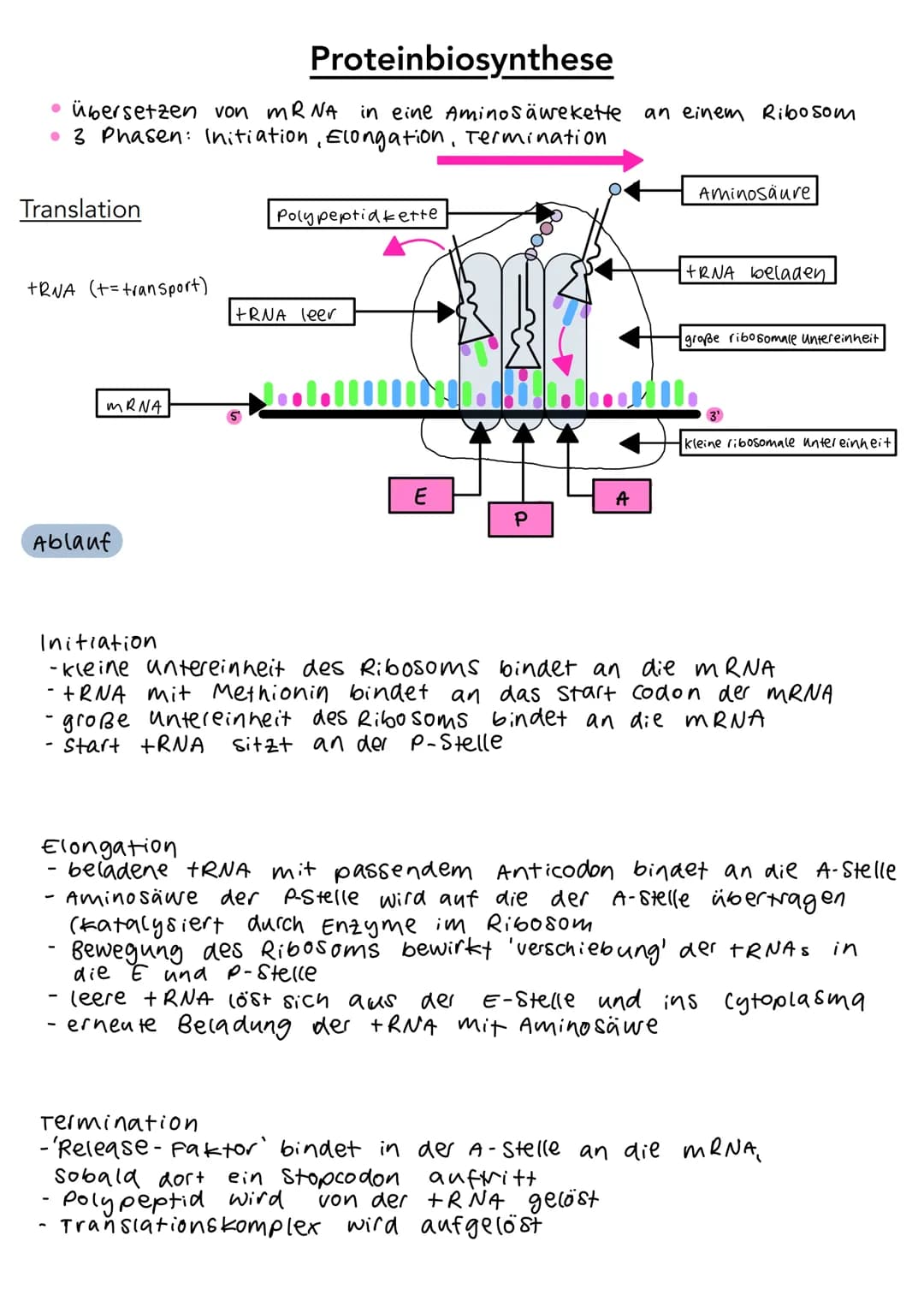 5'
Phosphat P
13 2
P
P
P
3'
DNA Aufbau
Wasserstoff-
brückenbindung
A
с
A
3',
Adenin
Cytosin
T
Thymin
G
Guanin
Desoxyribose
0
4
5'
S
P
P
P
P 