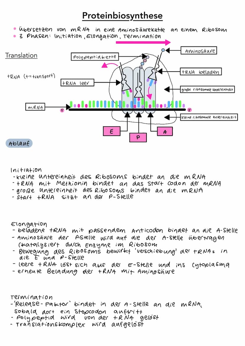 5'
Phosphat P
13 2
P
P
P
3'
DNA Aufbau
Wasserstoff-
brückenbindung
A
с
A
3',
Adenin
Cytosin
T
Thymin
G
Guanin
Desoxyribose
0
4
5'
S
P
P
P
P 
