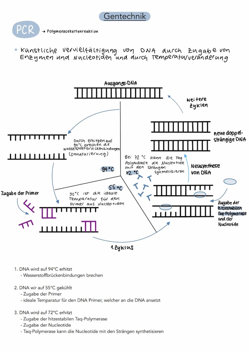 5'
Phosphat P
13 2
P
P
P
3'
DNA Aufbau
Wasserstoff-
brückenbindung
A
с
A
3',
Adenin
Cytosin
T
Thymin
G
Guanin
Desoxyribose
0
4
5'
S
P
P
P
P 