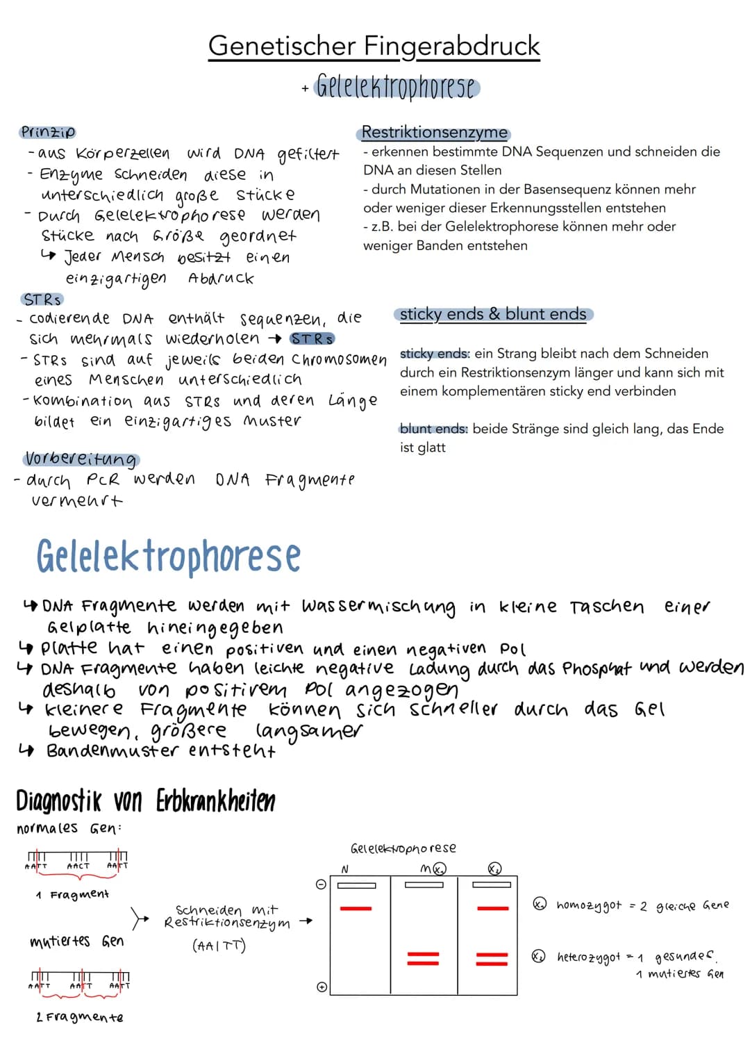 5'
Phosphat P
13 2
P
P
P
3'
DNA Aufbau
Wasserstoff-
brückenbindung
A
с
A
3',
Adenin
Cytosin
T
Thymin
G
Guanin
Desoxyribose
0
4
5'
S
P
P
P
P 