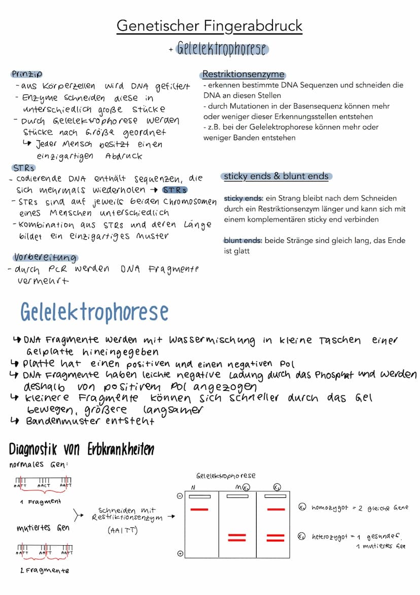 5'
Phosphat P
13 2
P
P
P
3'
DNA Aufbau
Wasserstoff-
brückenbindung
A
с
A
3',
Adenin
Cytosin
T
Thymin
G
Guanin
Desoxyribose
0
4
5'
S
P
P
P
P 