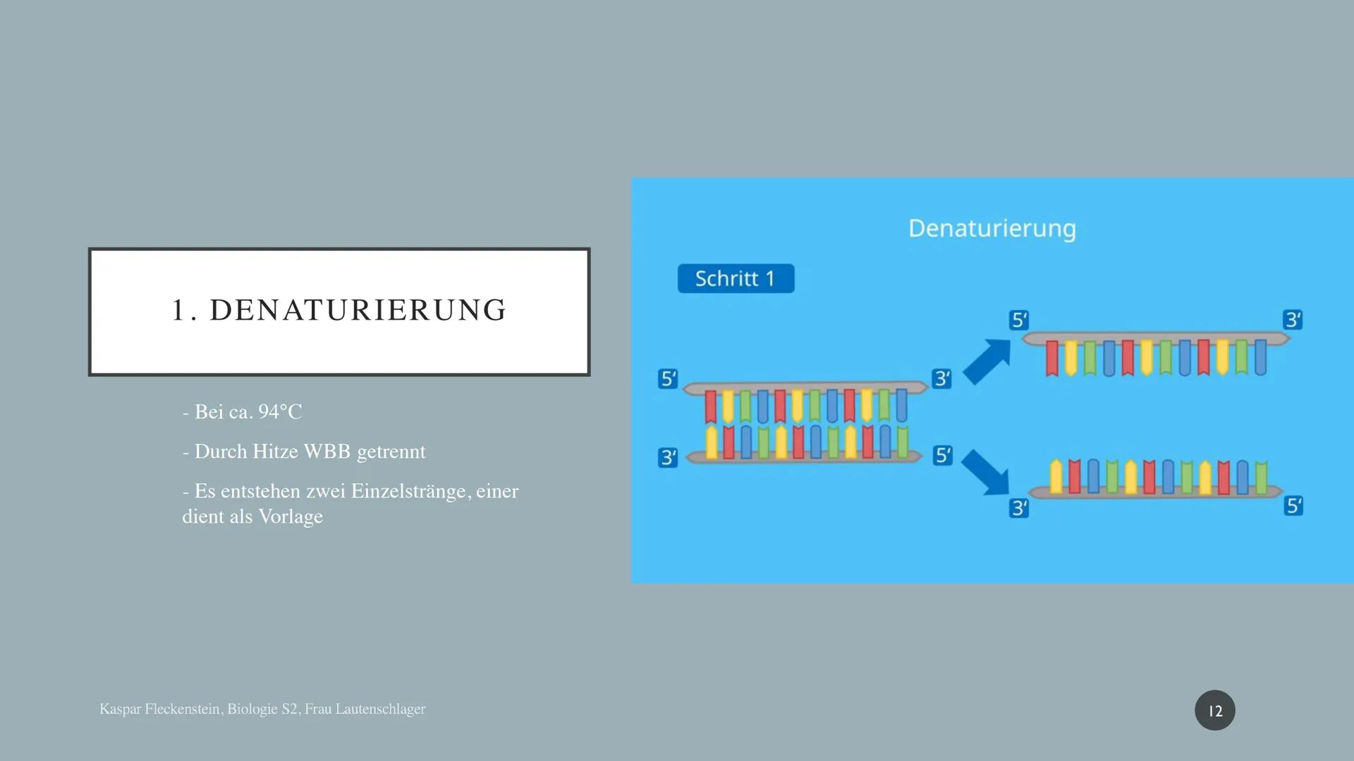 Biologie Präsentationsleistung: Dokumentation
SANGER-
SEQUENZIERUNG
Kaspar Fleckenstein
Gymnasium Blankenese, S2 DNA-SEQUENZIERUNG NACH SANG