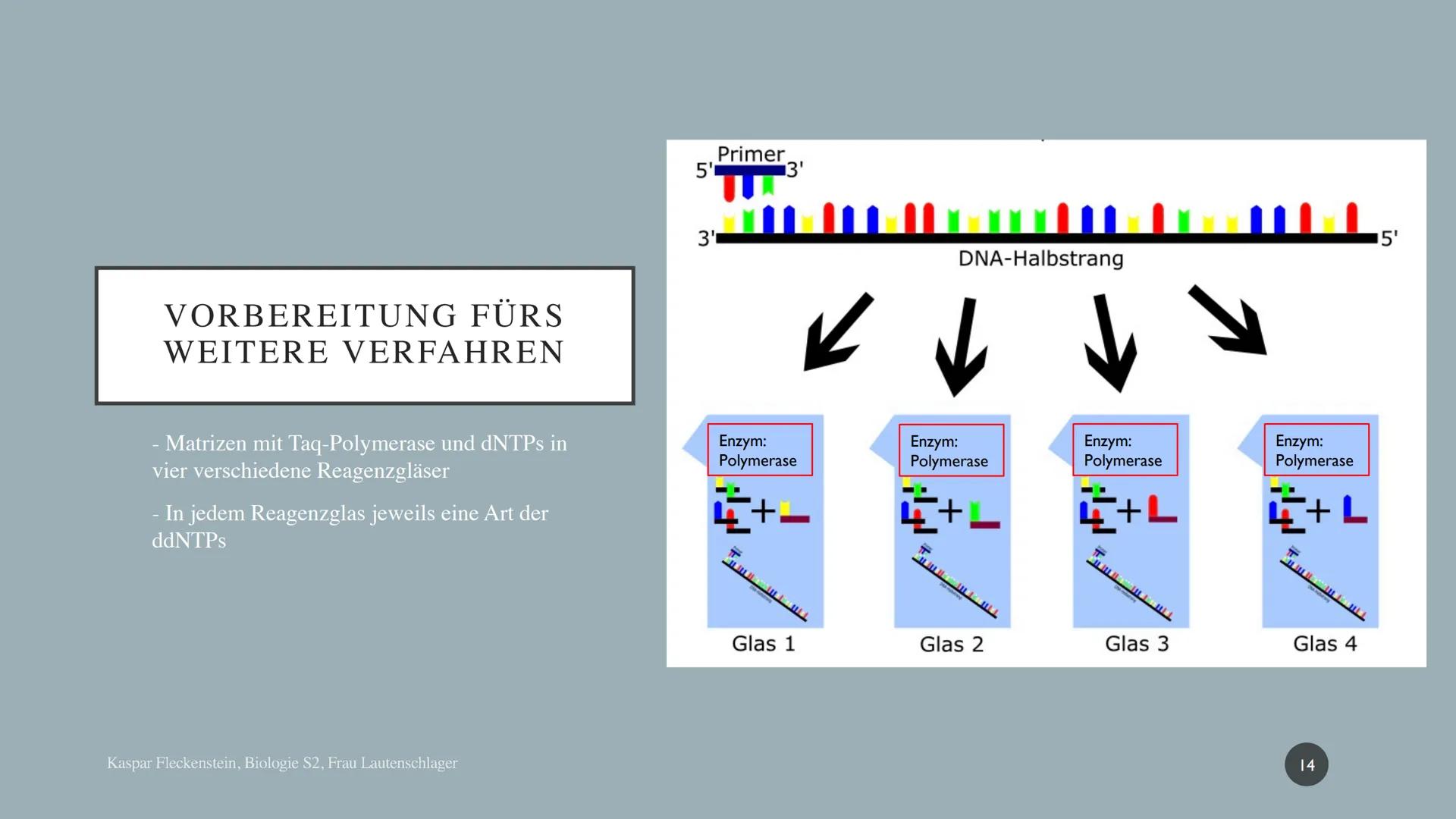 Biologie Präsentationsleistung: Dokumentation
SANGER-
SEQUENZIERUNG
Kaspar Fleckenstein
Gymnasium Blankenese, S2 DNA-SEQUENZIERUNG NACH SANG