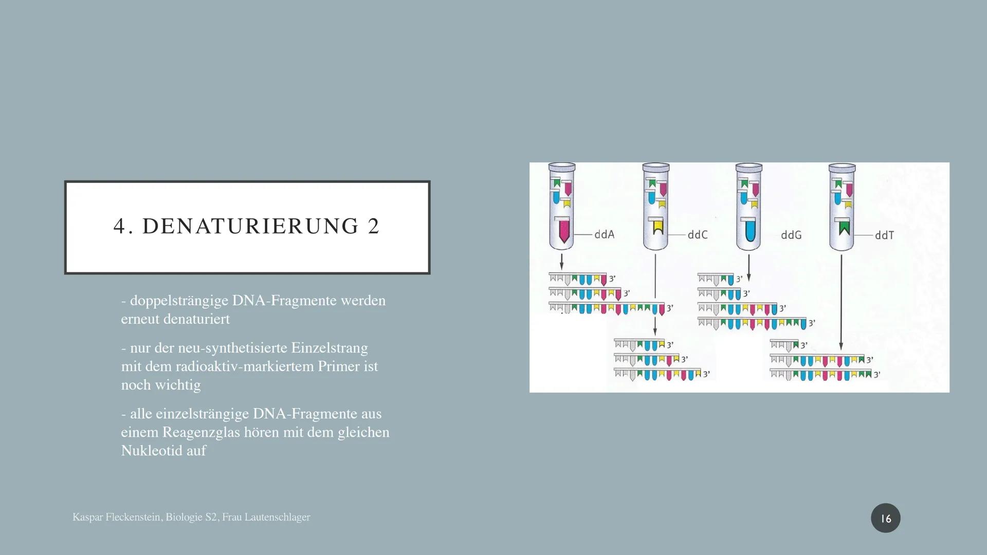 Biologie Präsentationsleistung: Dokumentation
SANGER-
SEQUENZIERUNG
Kaspar Fleckenstein
Gymnasium Blankenese, S2 DNA-SEQUENZIERUNG NACH SANG