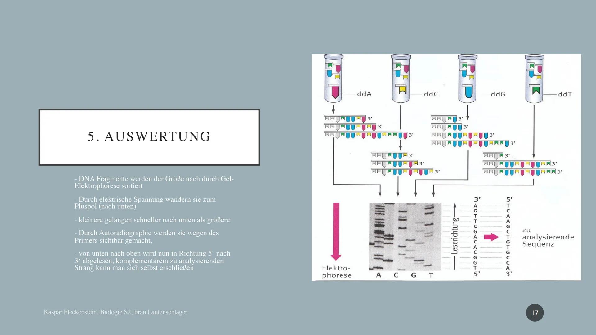 Biologie Präsentationsleistung: Dokumentation
SANGER-
SEQUENZIERUNG
Kaspar Fleckenstein
Gymnasium Blankenese, S2 DNA-SEQUENZIERUNG NACH SANG