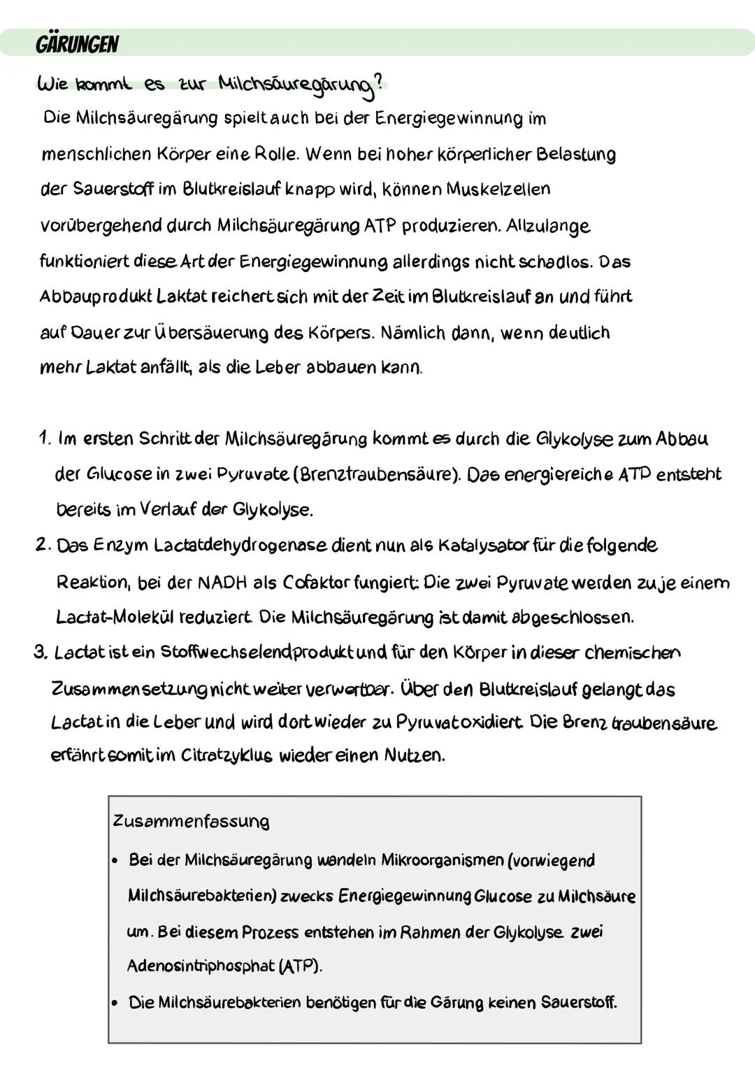 GARUNGEN
Wie kommt es zur Milchsäuregärung?
Die Milchsäuregärung spielt auch bei der Energiegewinnung im
menschlichen Körper eine Rolle. Wen