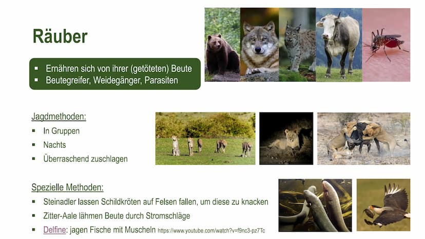 Räuber-Beute-Beziehung Definition
Eine Räuber-Beute-Beziehung (auch Räuber-Beute-Modell) ist ein biotischer
Umweltfaktor* und beschreibt die