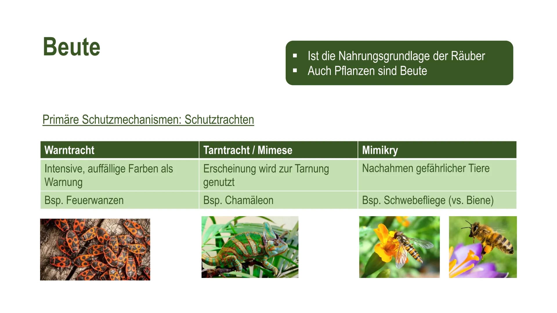 Räuber-Beute-Beziehung Definition
Eine Räuber-Beute-Beziehung (auch Räuber-Beute-Modell) ist ein biotischer
Umweltfaktor* und beschreibt die