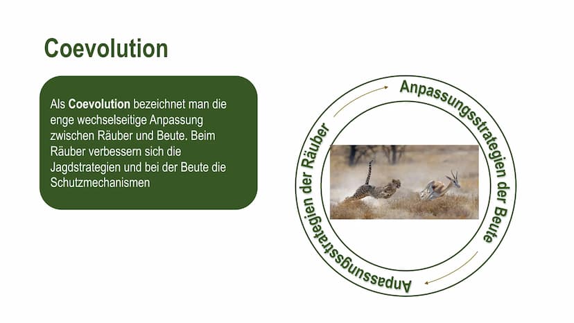 Räuber-Beute-Beziehung Definition
Eine Räuber-Beute-Beziehung (auch Räuber-Beute-Modell) ist ein biotischer
Umweltfaktor* und beschreibt die