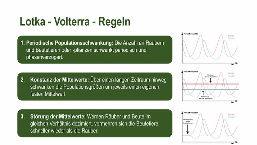 Räuber-Beute-Beziehung Definition
Eine Räuber-Beute-Beziehung (auch Räuber-Beute-Modell) ist ein biotischer
Umweltfaktor* und beschreibt die