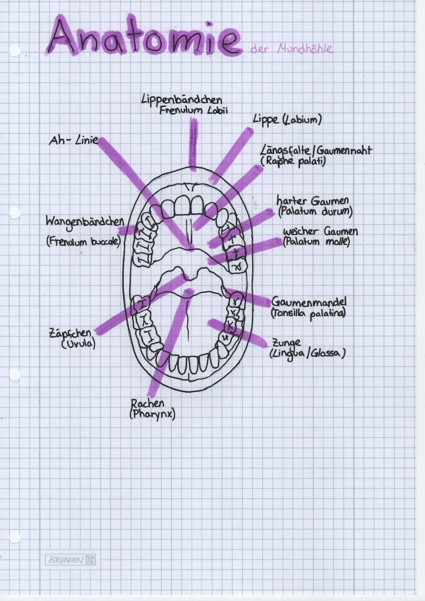Folge mir auf:
• Instagram
● Knowunity
• TikTok
Alveole
Cervic
radix
Corona
dentis
dentis
Speicheldrüsen
3 große paarige Speicheldrüsen
zahl