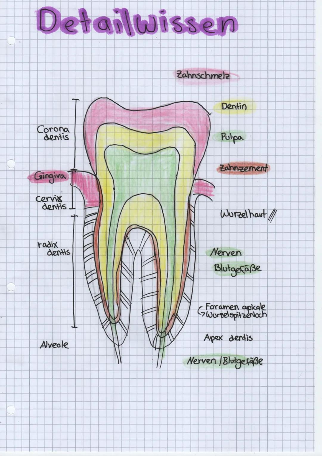 Folge mir auf:
• Instagram
● Knowunity
• TikTok
Alveole
Cervic
radix
Corona
dentis
dentis
Speicheldrüsen
3 große paarige Speicheldrüsen
zahl