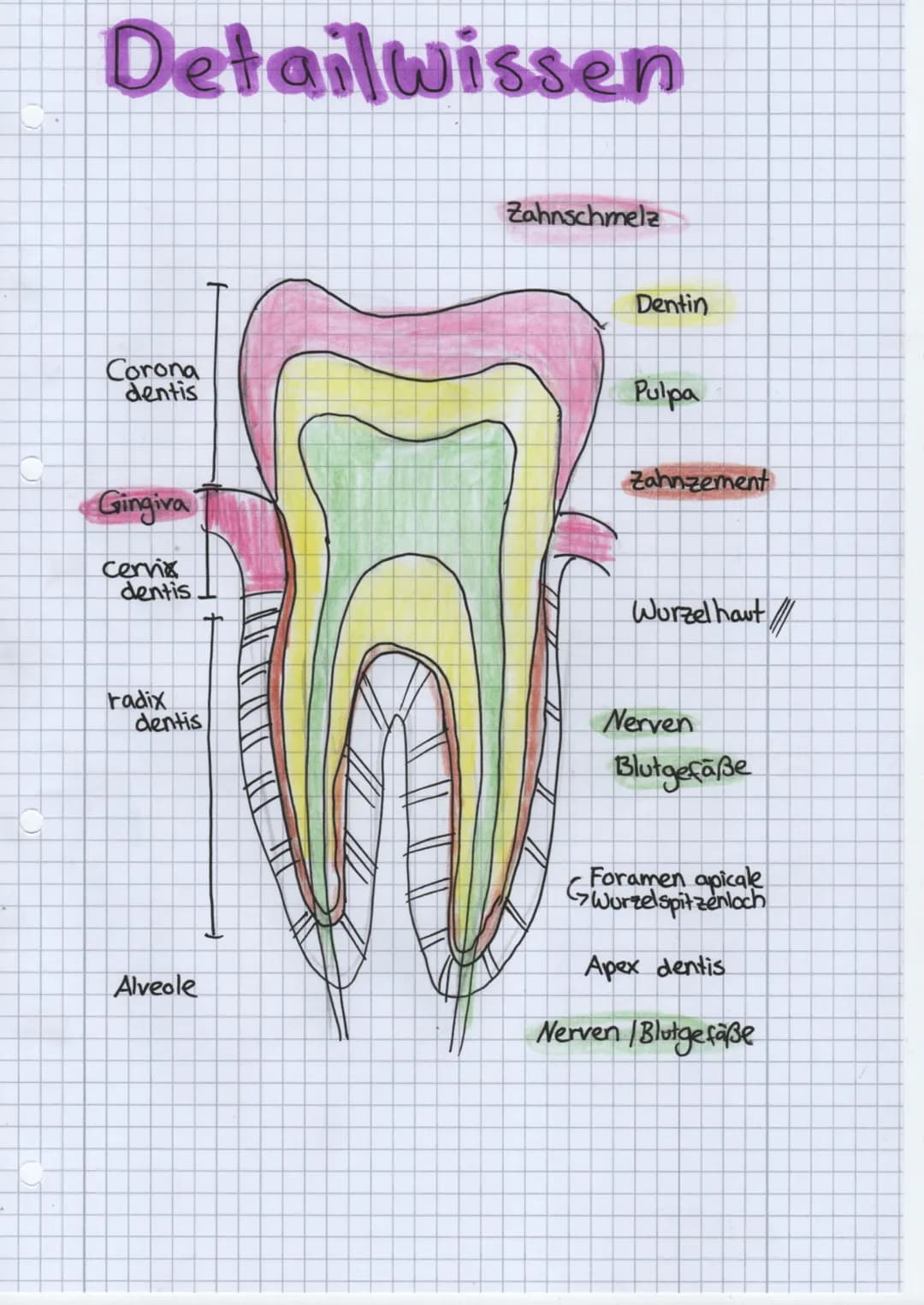 Folge mir auf:
• Instagram
● Knowunity
• TikTok
Alveole
Cervic
radix
Corona
dentis
dentis
Speicheldrüsen
3 große paarige Speicheldrüsen
zahl