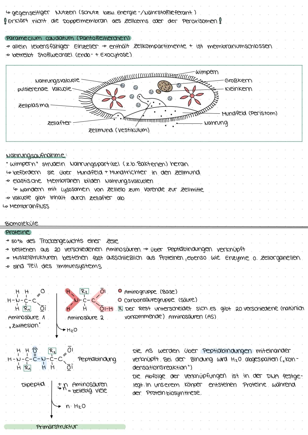 Biologie Klausur E2
Biomembran.
Grundbaustein (Lecithin- Phospholipid)
4
polar (hydrophil, lipophob)
• Unpolar (hydrophob, lipophil)
--D Kop