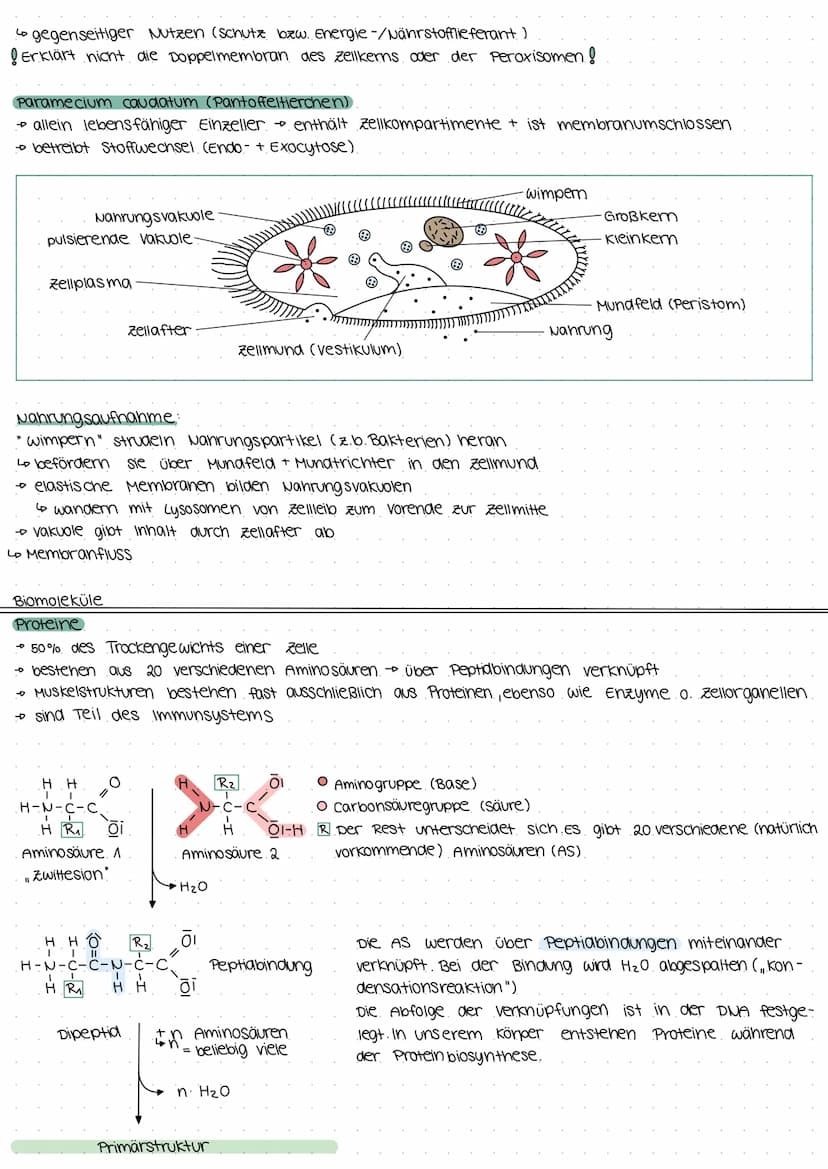 Biologie Klausur E2
Biomembran.
Grundbaustein (Lecithin- Phospholipid)
4
polar (hydrophil, lipophob)
• Unpolar (hydrophob, lipophil)
--D Kop