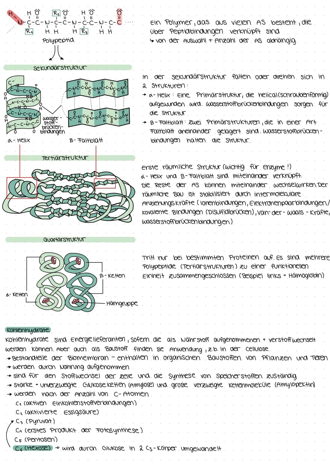 Biologie Klausur E2
Biomembran.
Grundbaustein (Lecithin- Phospholipid)
4
polar (hydrophil, lipophob)
• Unpolar (hydrophob, lipophil)
--D Kop