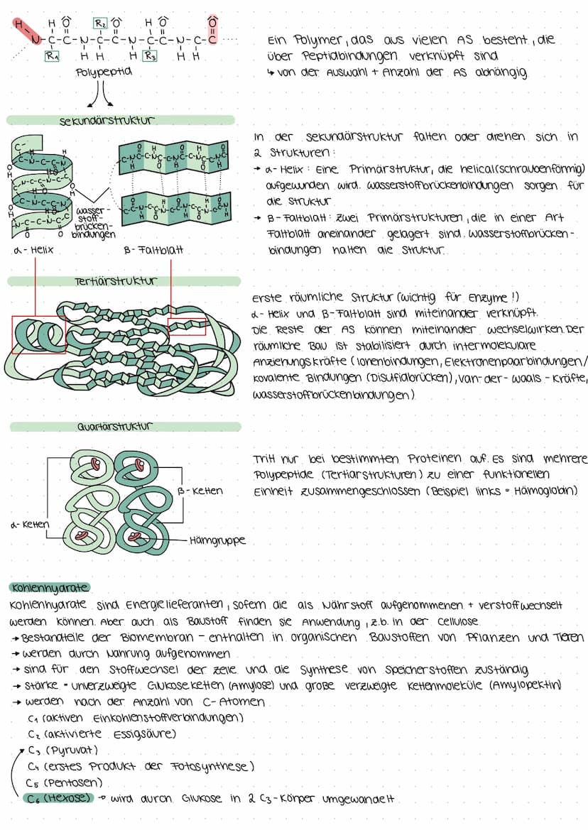 Biologie Klausur E2
Biomembran.
Grundbaustein (Lecithin- Phospholipid)
4
polar (hydrophil, lipophob)
• Unpolar (hydrophob, lipophil)
--D Kop