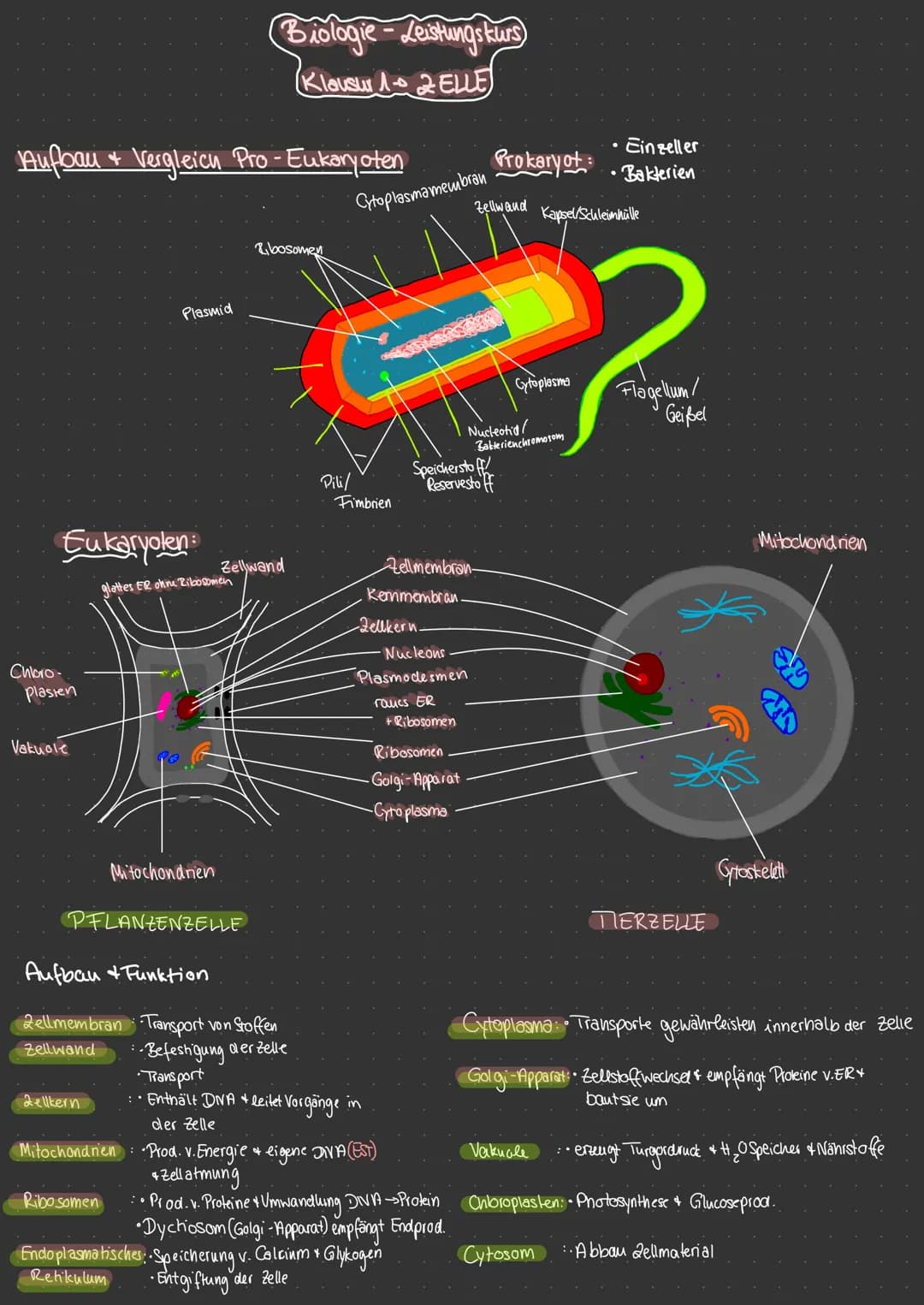 Aufbau & Vergleich Pro-Eukaryoten
Eukaryolen
Chloro-
plasten
Vakuole
Plasmid
dellkern
glattes ER ohne Ribosomen
Mitochondrien
PFLANZENZELLE.