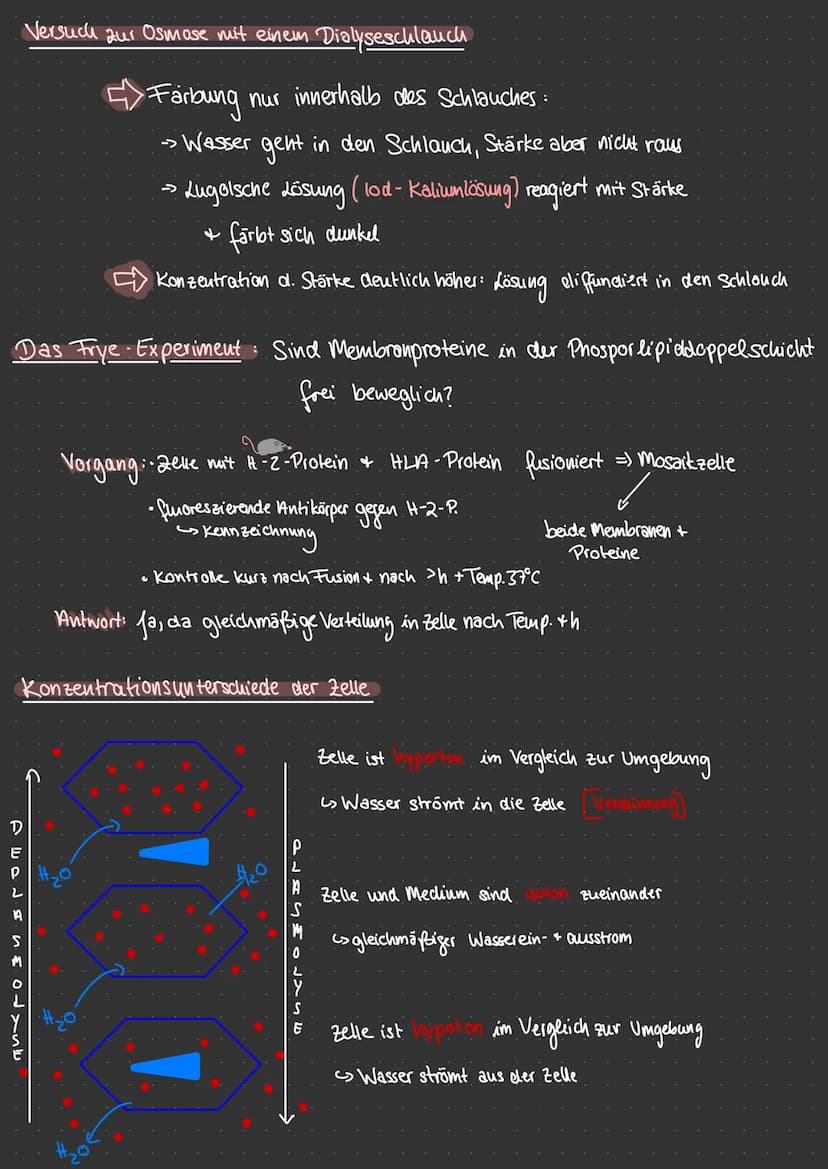 Aufbau & Vergleich Pro-Eukaryoten
Eukaryolen
Chloro-
plasten
Vakuole
Plasmid
dellkern
glattes ER ohne Ribosomen
Mitochondrien
PFLANZENZELLE.
