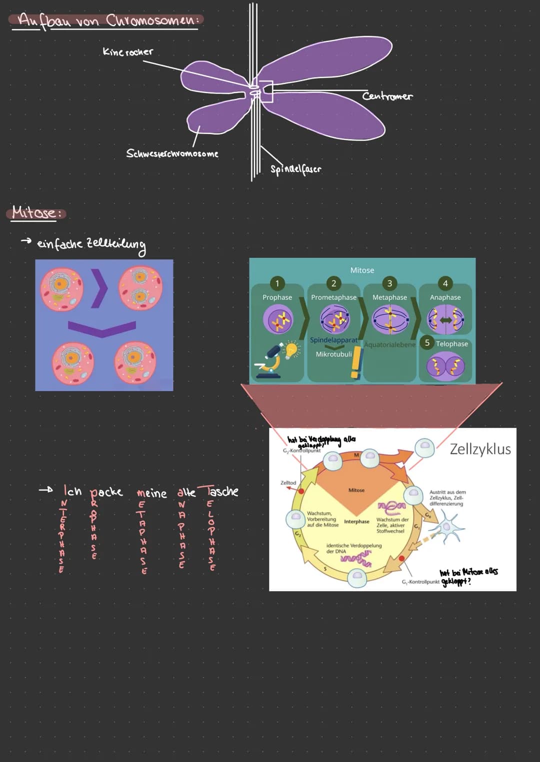 Aufbau & Vergleich Pro-Eukaryoten
Eukaryolen
Chloro-
plasten
Vakuole
Plasmid
dellkern
glattes ER ohne Ribosomen
Mitochondrien
PFLANZENZELLE.