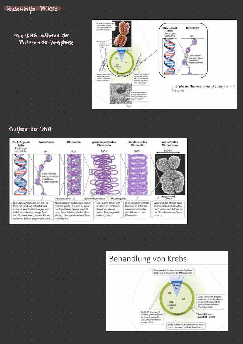 Aufbau & Vergleich Pro-Eukaryoten
Eukaryolen
Chloro-
plasten
Vakuole
Plasmid
dellkern
glattes ER ohne Ribosomen
Mitochondrien
PFLANZENZELLE.