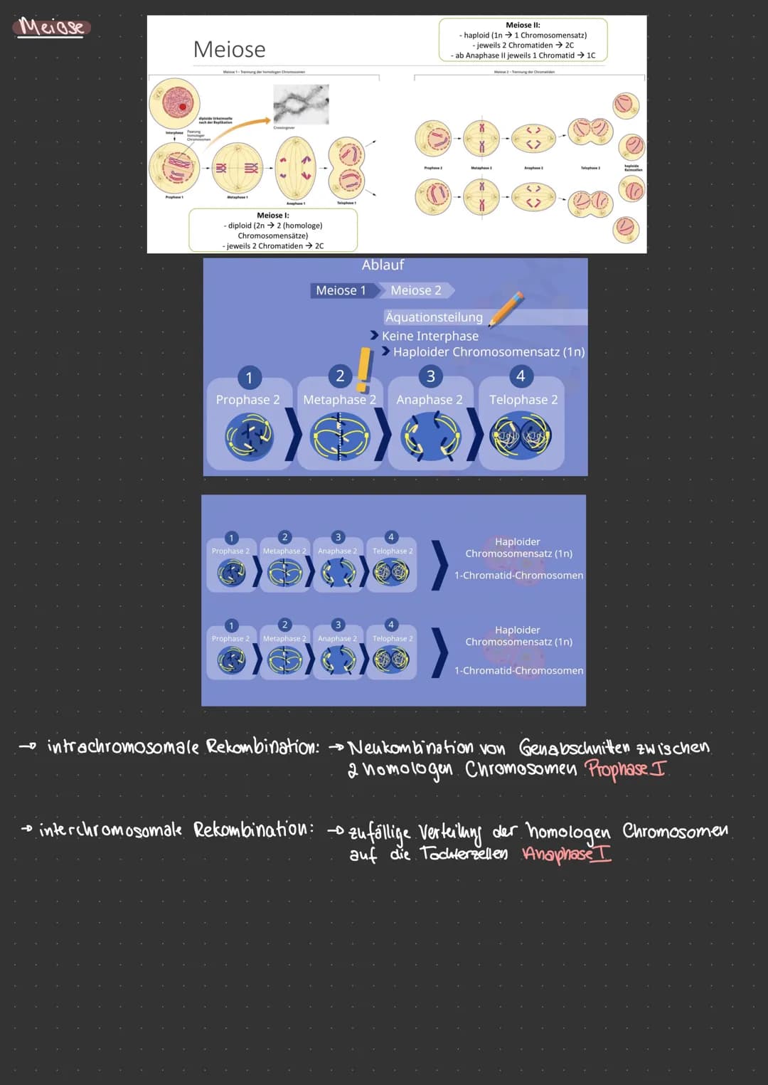 Aufbau & Vergleich Pro-Eukaryoten
Eukaryolen
Chloro-
plasten
Vakuole
Plasmid
dellkern
glattes ER ohne Ribosomen
Mitochondrien
PFLANZENZELLE.