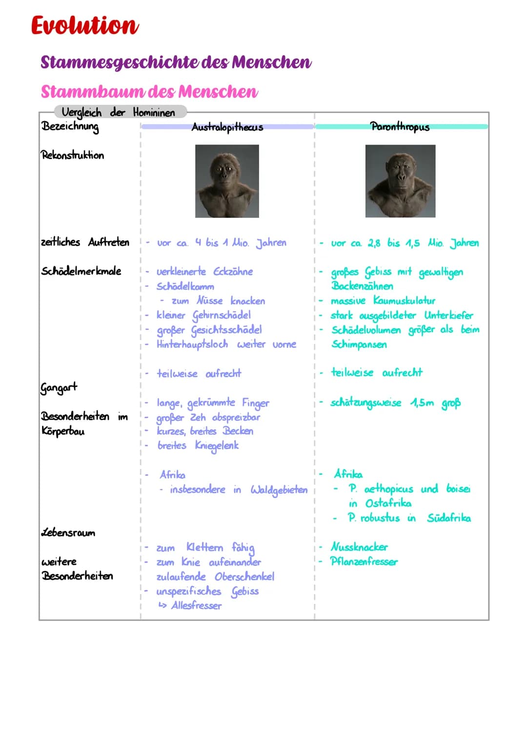 Evolution
Stammesgeschichte des Menschen
Stammbaum des Menschen
Vergleich der Homininen
Bezeichnung
Rekonstruktion
zeitliches Auftreten vor 