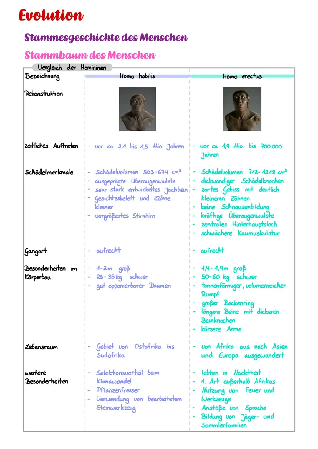 Evolution
Stammesgeschichte des Menschen
Stammbaum des Menschen
Vergleich der Homininen
Bezeichnung
Rekonstruktion
zeitliches Auftreten vor 