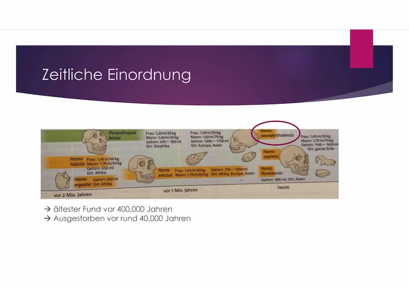 Der Neandertaler
EINE PRÄSENTATION VON VANESSA BEHRENS Gliederung
Zeitliche Einordnung
Allgemeines über den Homo neanderthalensis
DNA-Vergle