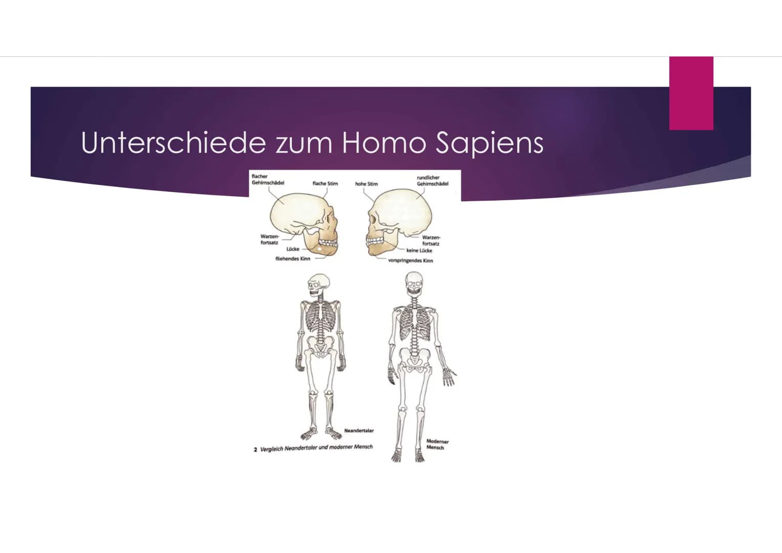 Der Neandertaler
EINE PRÄSENTATION VON VANESSA BEHRENS Gliederung
Zeitliche Einordnung
Allgemeines über den Homo neanderthalensis
DNA-Vergle