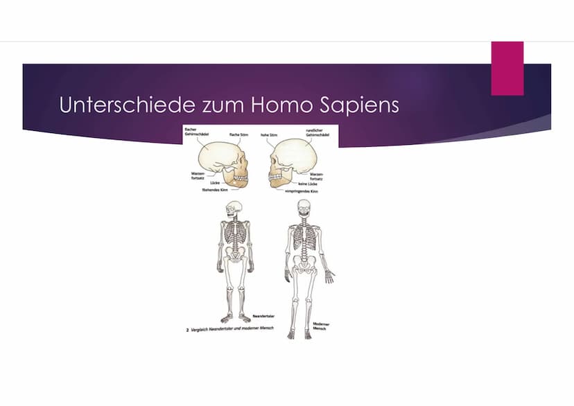 Der Neandertaler
EINE PRÄSENTATION VON VANESSA BEHRENS Gliederung
Zeitliche Einordnung
Allgemeines über den Homo neanderthalensis
DNA-Vergle