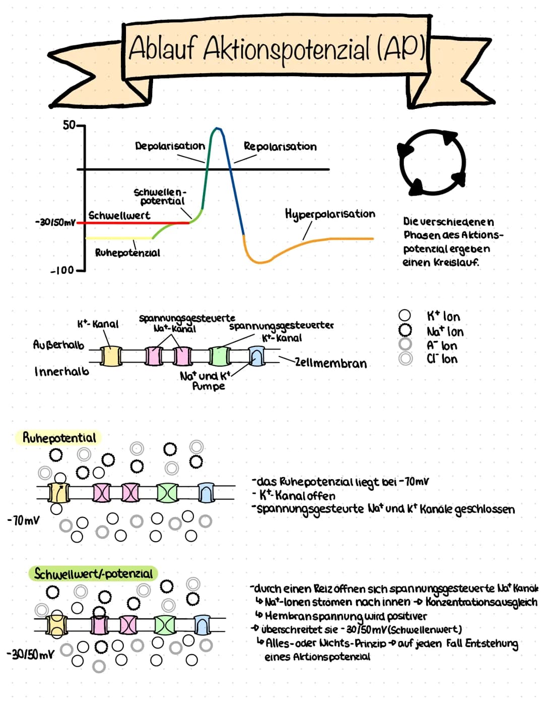 -30150mV
50-
-100-
-70mV
Außerhalb
Innerhalb
-30/50mV
Ablauf Aktionspotenzial (AP)
Ruhepotential
Depolarisation
Schwellen-
potential
Schwell