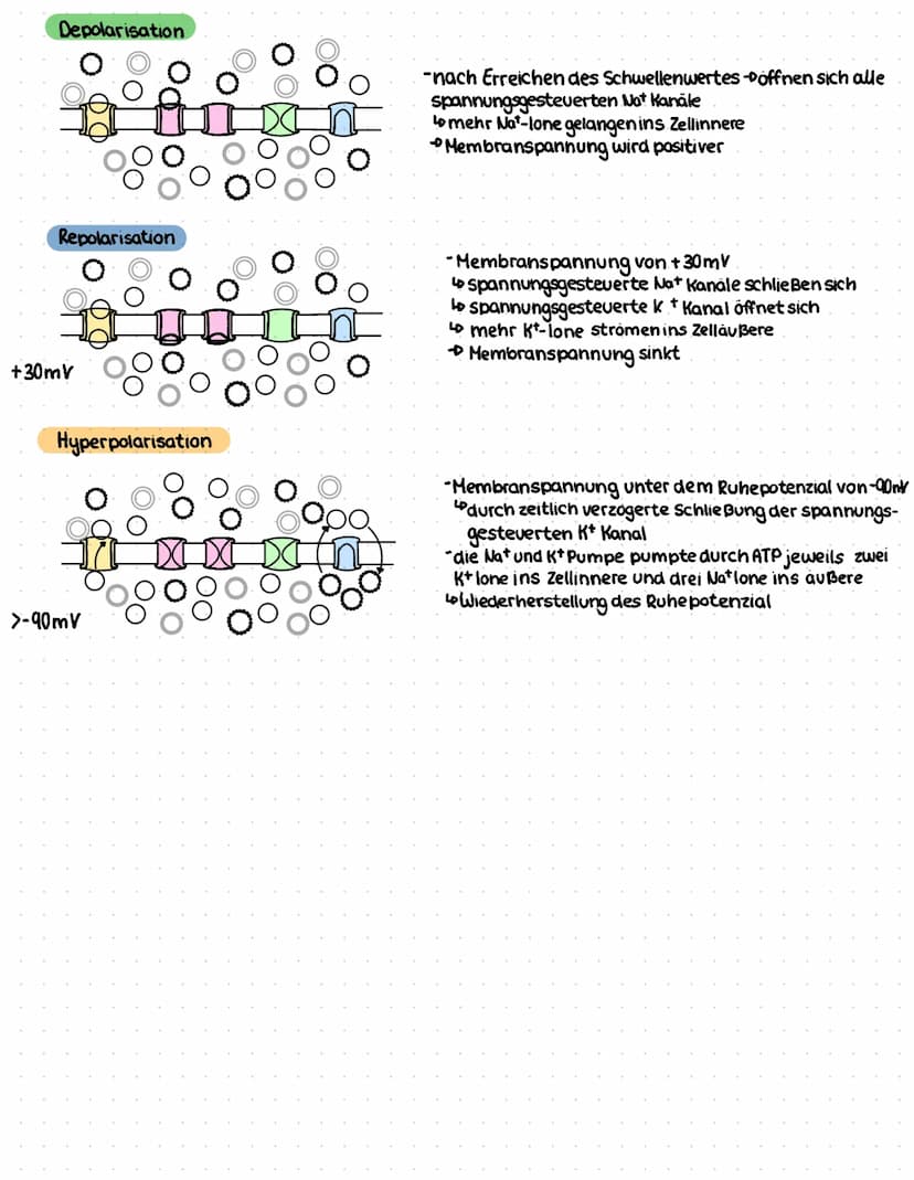 -30150mV
50-
-100-
-70mV
Außerhalb
Innerhalb
-30/50mV
Ablauf Aktionspotenzial (AP)
Ruhepotential
Depolarisation
Schwellen-
potential
Schwell