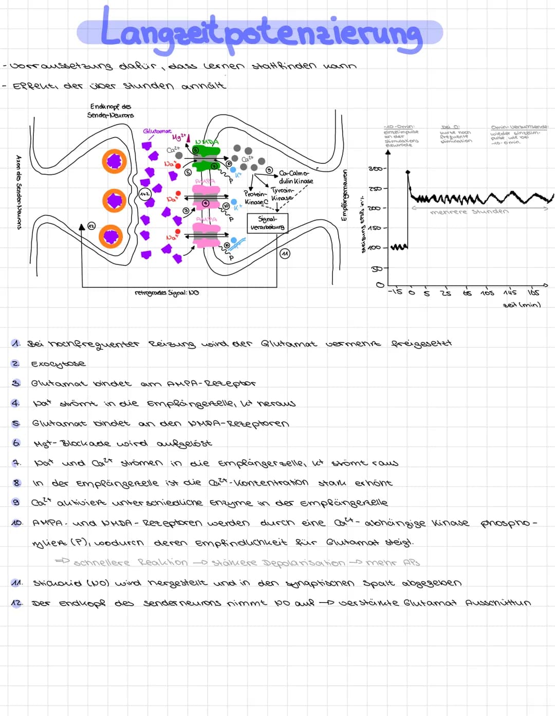 - vorraussetzung dafür, dass Lernen stattfinden kann.
- Effent, der über Stunden annält
Axen des Sender-Neurons
2.
3.
4.
S.
7.
8.
g
10.
Lang