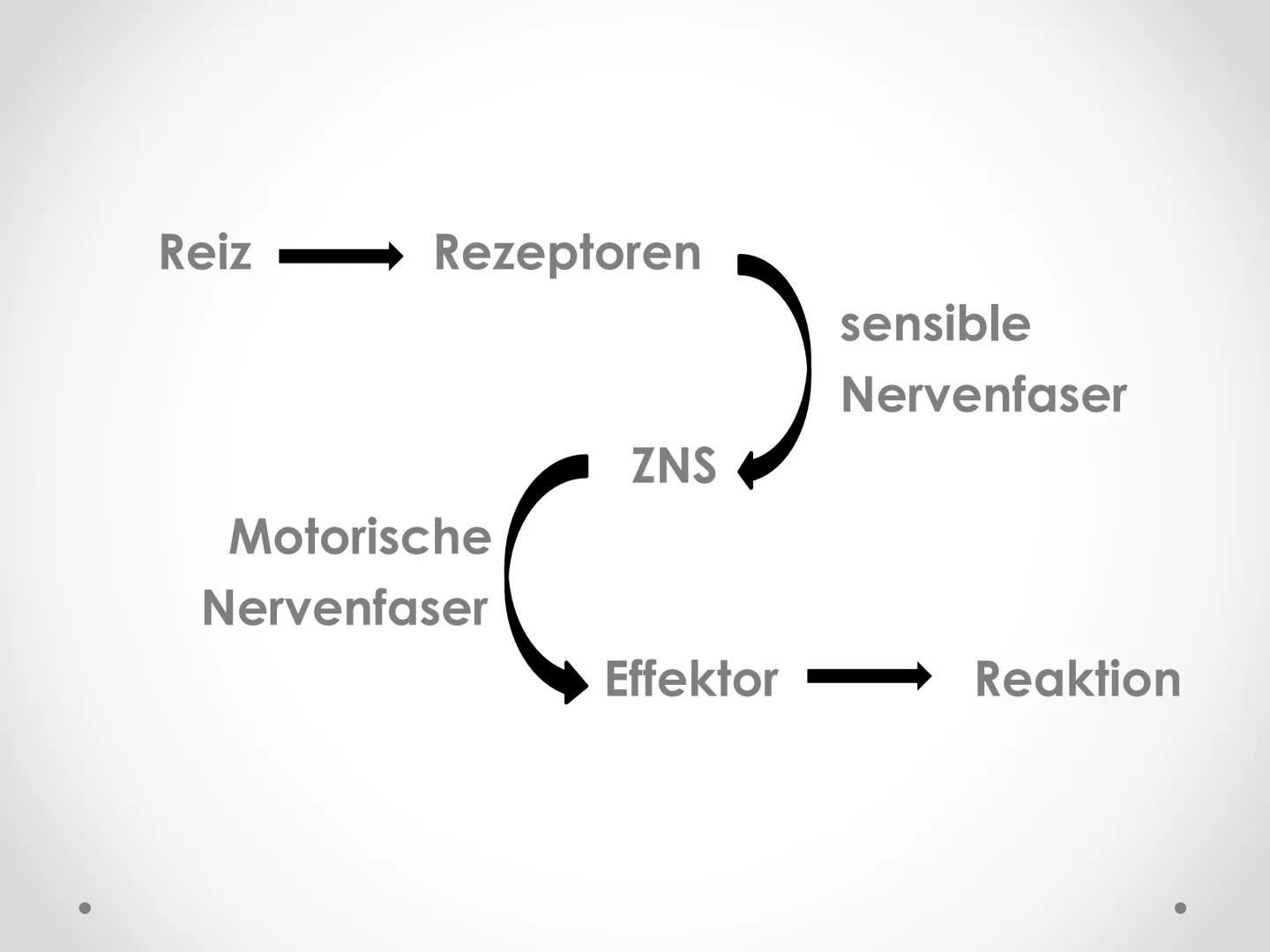 Reflexe
GFS im Fach Biologie ●
●
●
Gliederung
1. Beispiele von Reflexen
2. Kniescheibensehnenreflex
• 3. Grundlegender Ablauf eines Reflexes