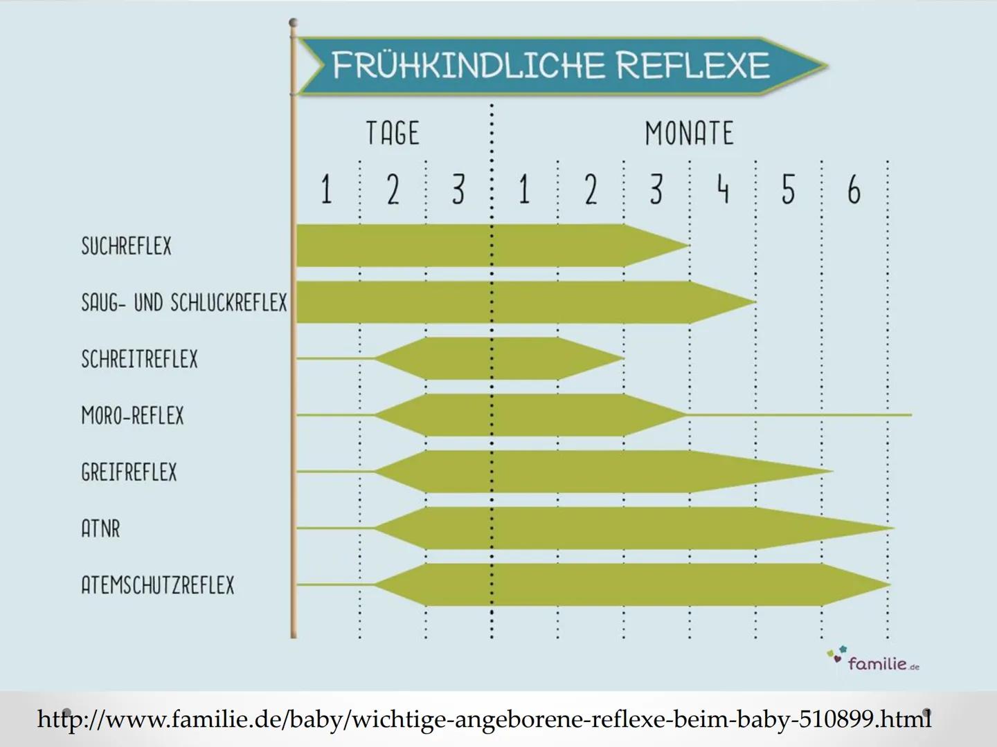 Reflexe
GFS im Fach Biologie ●
●
●
Gliederung
1. Beispiele von Reflexen
2. Kniescheibensehnenreflex
• 3. Grundlegender Ablauf eines Reflexes