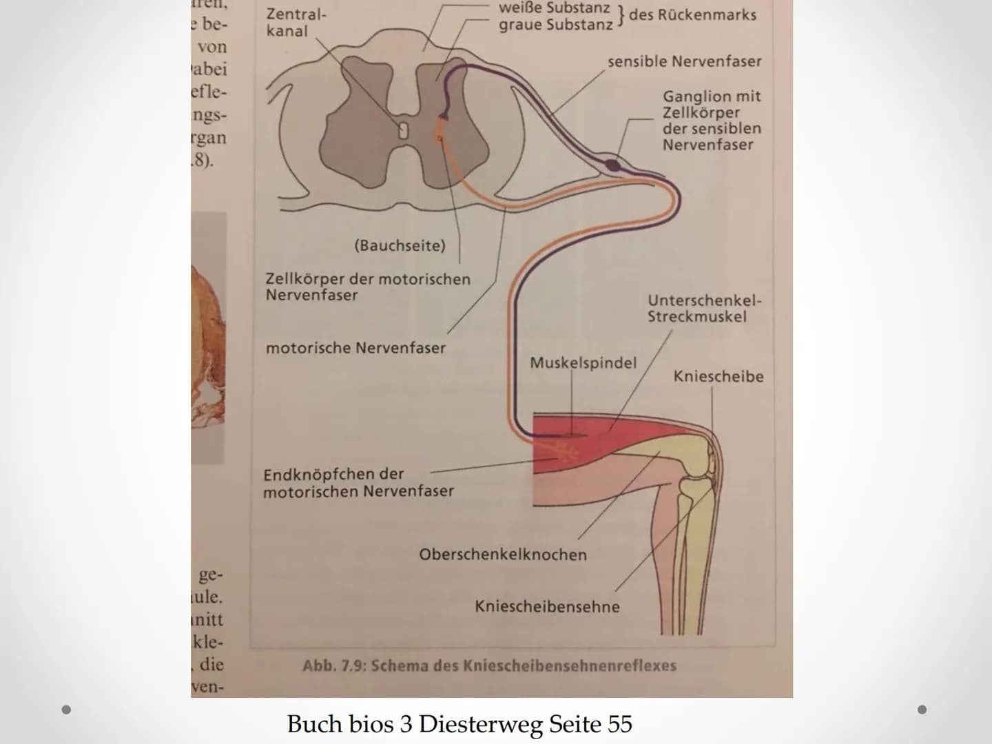 Reflexe
GFS im Fach Biologie ●
●
●
Gliederung
1. Beispiele von Reflexen
2. Kniescheibensehnenreflex
• 3. Grundlegender Ablauf eines Reflexes