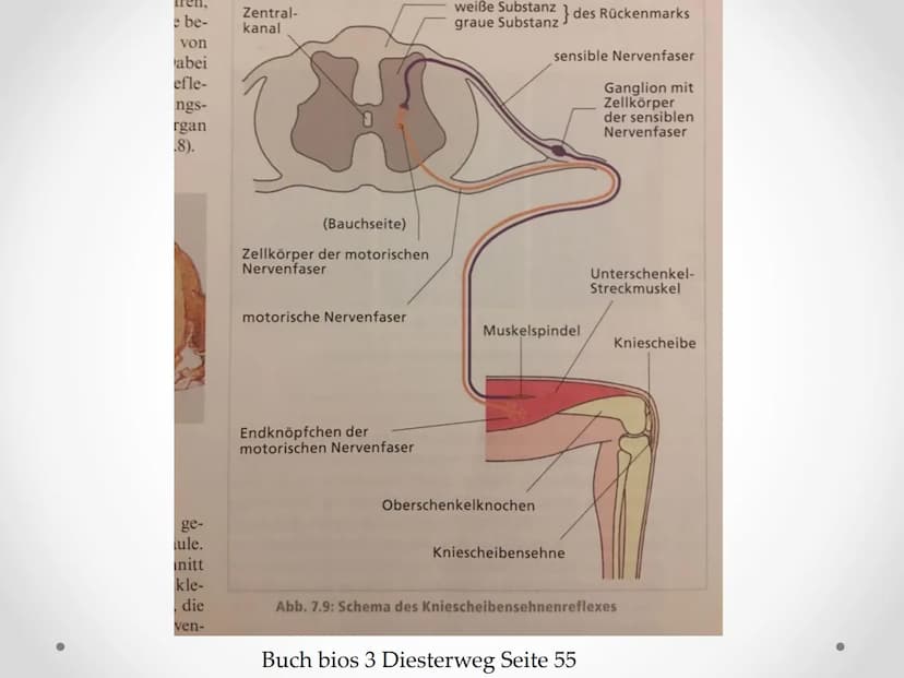 Reflexe
GFS im Fach Biologie ●
●
●
Gliederung
1. Beispiele von Reflexen
2. Kniescheibensehnenreflex
• 3. Grundlegender Ablauf eines Reflexes