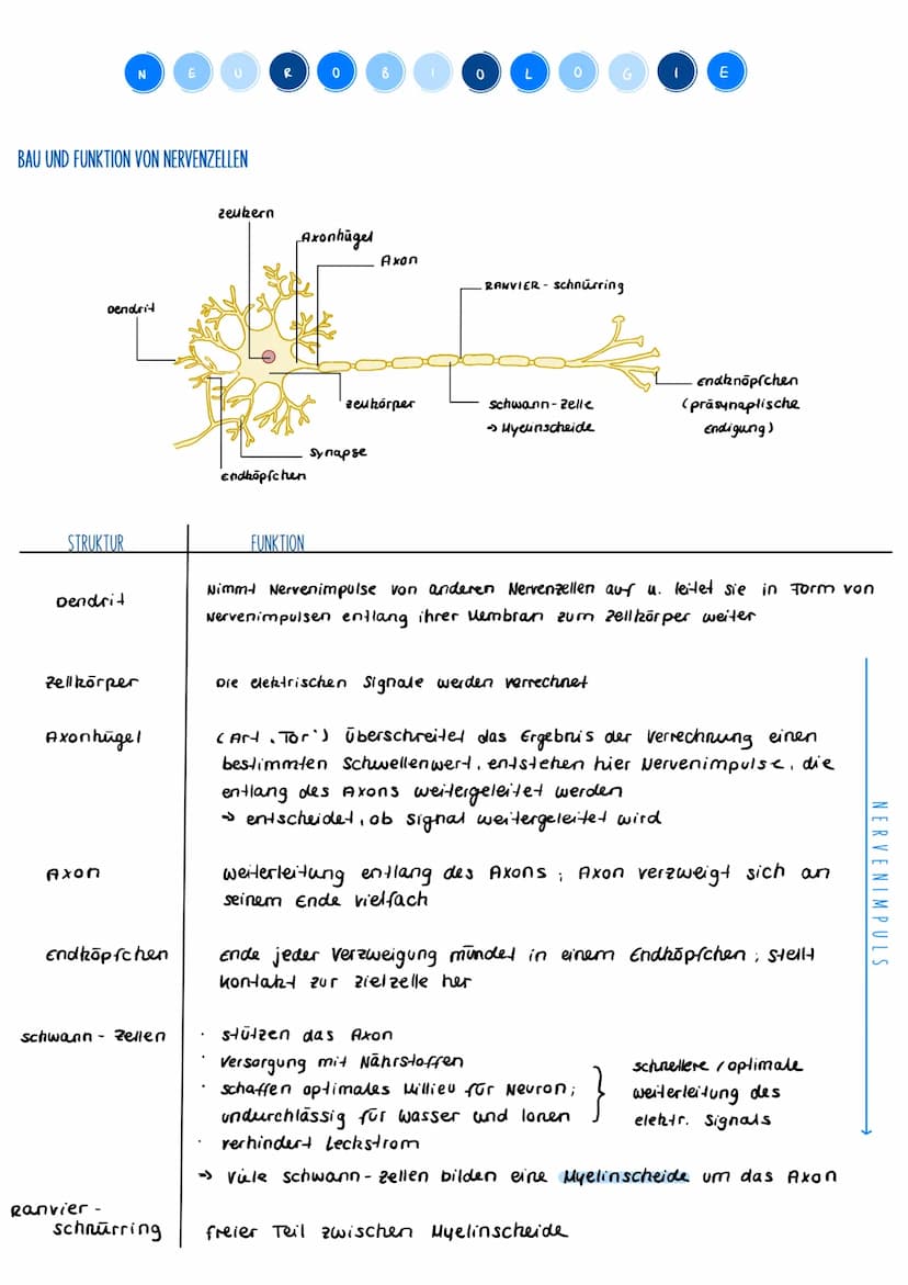 REGULATION DURCH INSULIN
• Insulin wird freigegeben, gelangt zu den Zielzellen
im Tellgewebe / Muskulatur bindet an spez. Rezeptor
Aktivieru