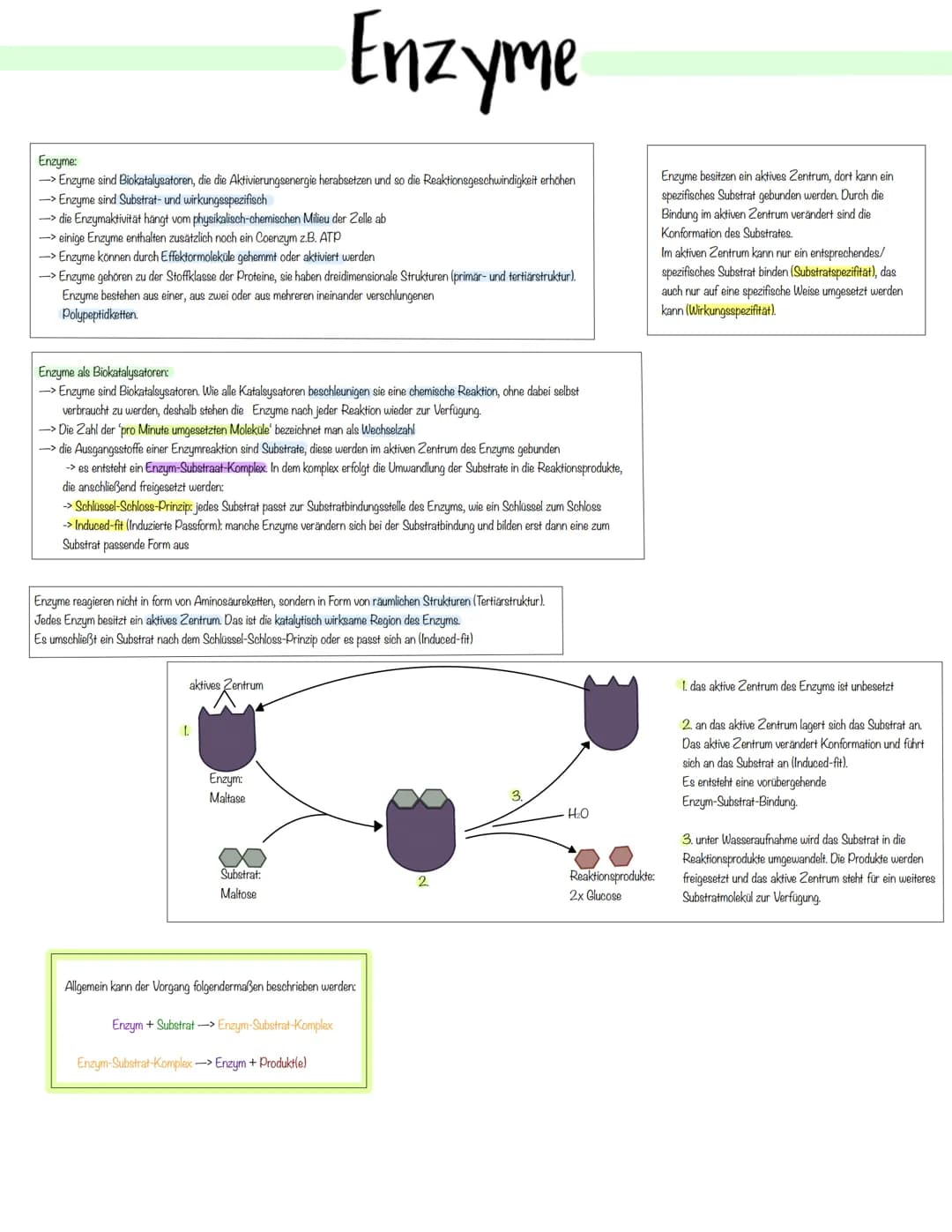 Enzymatik Enzyme:
-> Enzyme sind Biokatalysatoren, die die Aktivierungsenergie herabsetzen und so die Reaktionsgeschwindigkeit erhöhen
-> En