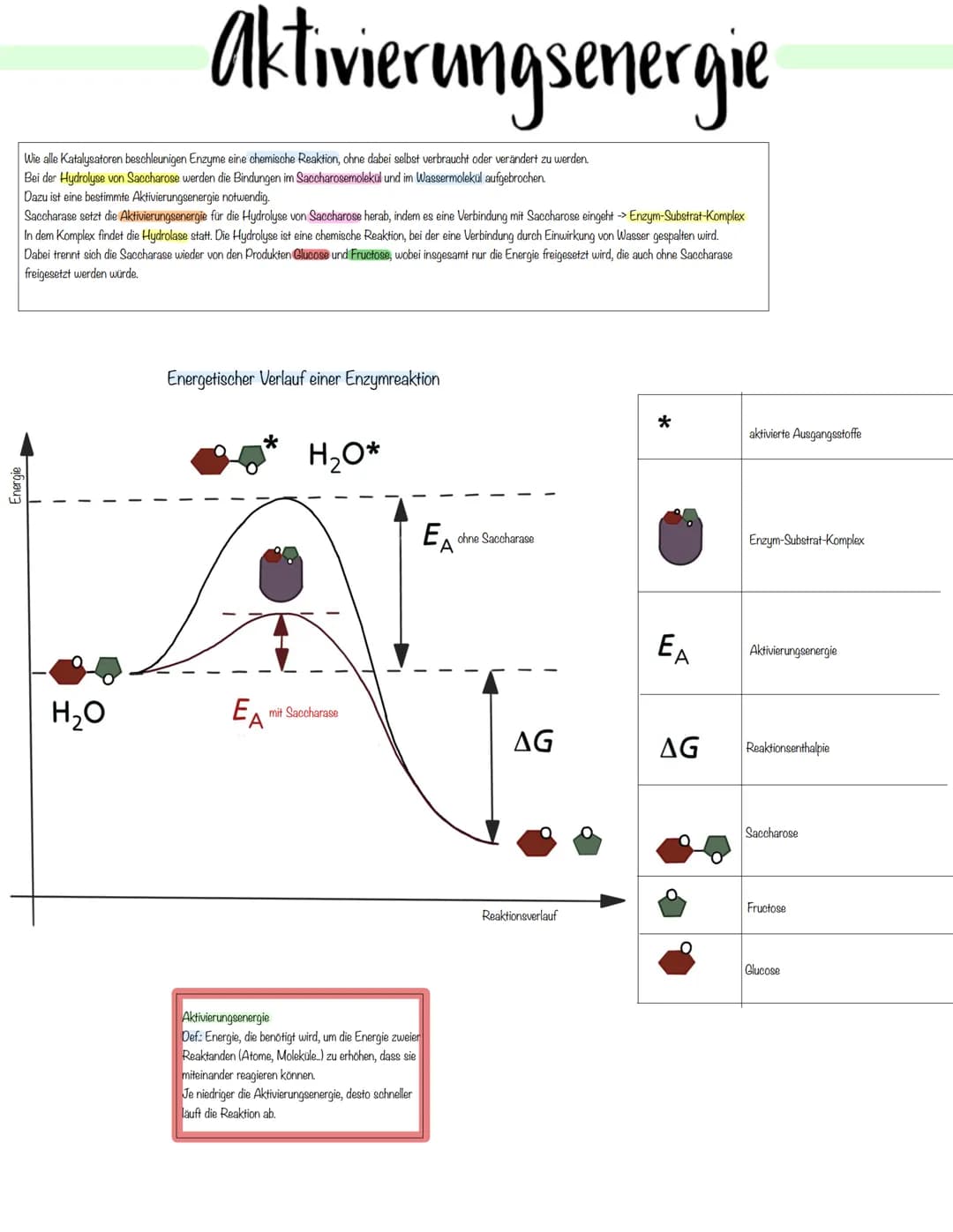 Enzymatik Enzyme:
-> Enzyme sind Biokatalysatoren, die die Aktivierungsenergie herabsetzen und so die Reaktionsgeschwindigkeit erhöhen
-> En