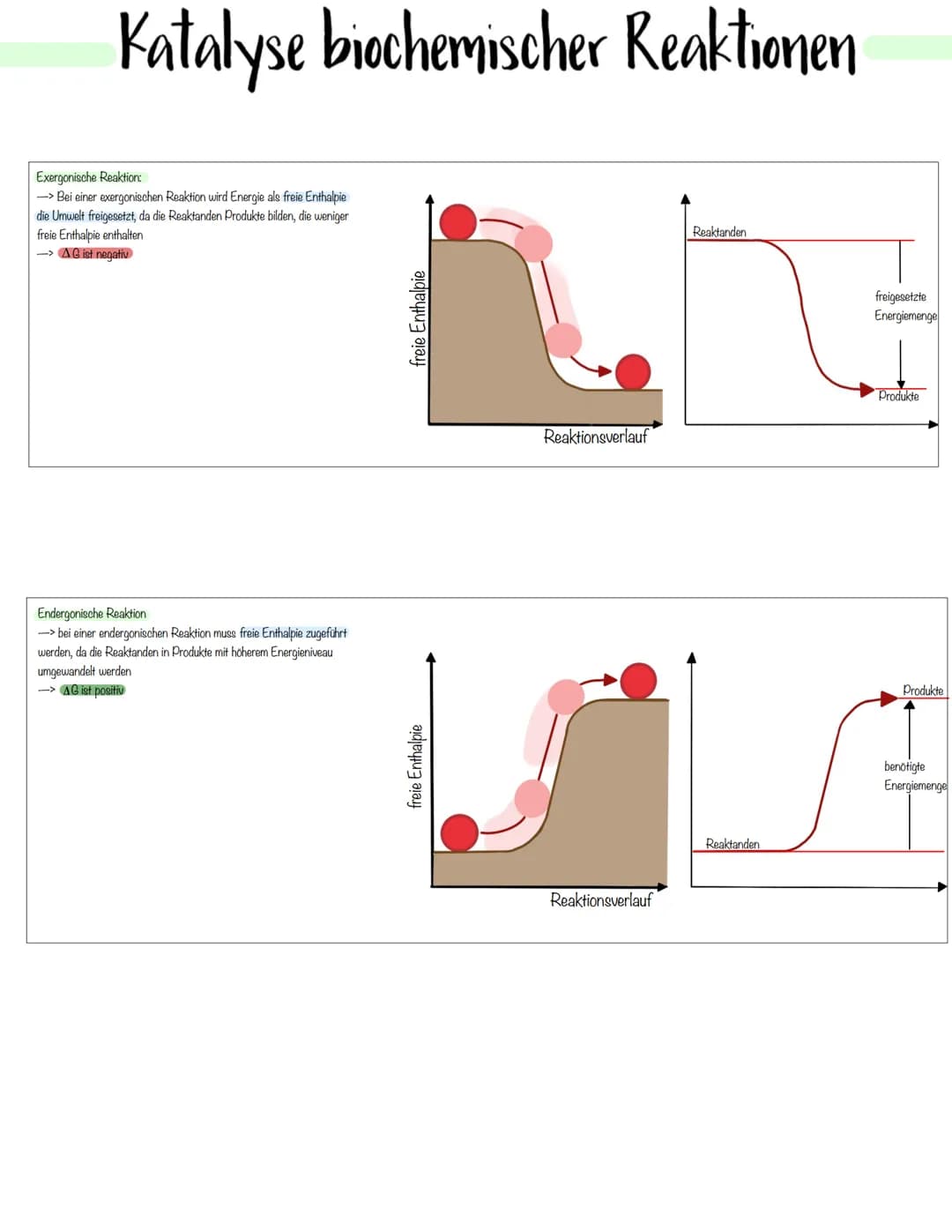 Enzymatik Enzyme:
-> Enzyme sind Biokatalysatoren, die die Aktivierungsenergie herabsetzen und so die Reaktionsgeschwindigkeit erhöhen
-> En