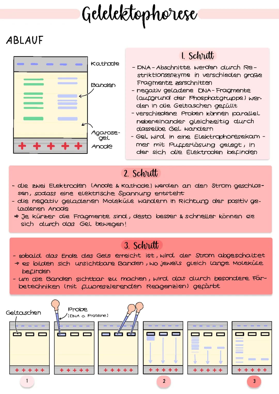 Gelelektrophorese | Genetik