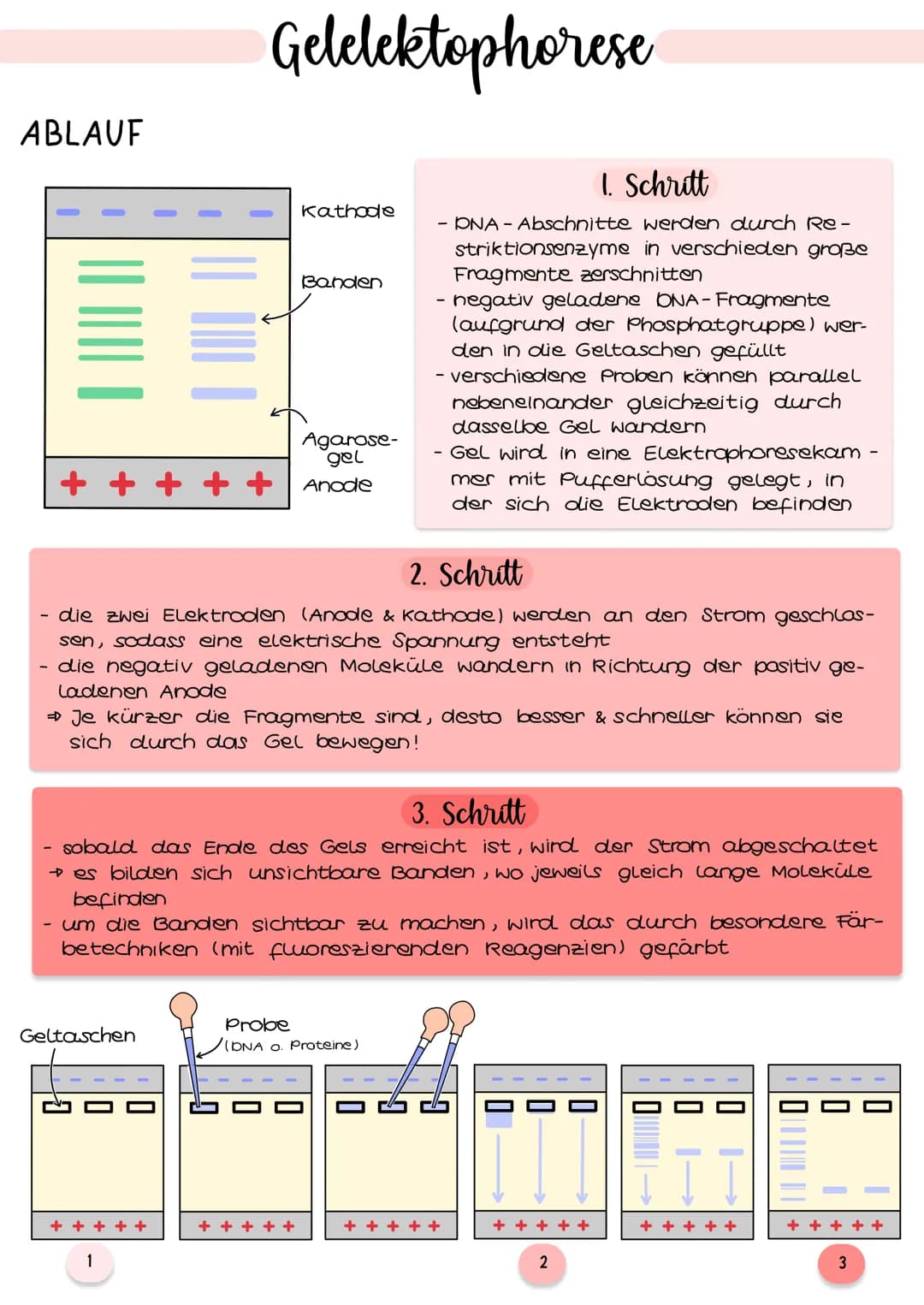 ABLAUF
Gelelektophorese
Geltaschen
kathode
++
Banden
Agarose-
gel
Anode
2. Schritt
die zwei Elektroden (Anode & Kathode) werden an den Strom
