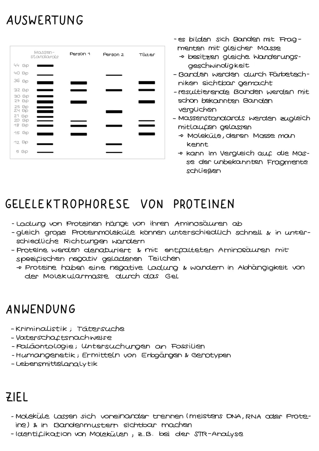 ABLAUF
Gelelektophorese
Geltaschen
kathode
++
Banden
Agarose-
gel
Anode
2. Schritt
die zwei Elektroden (Anode & Kathode) werden an den Strom