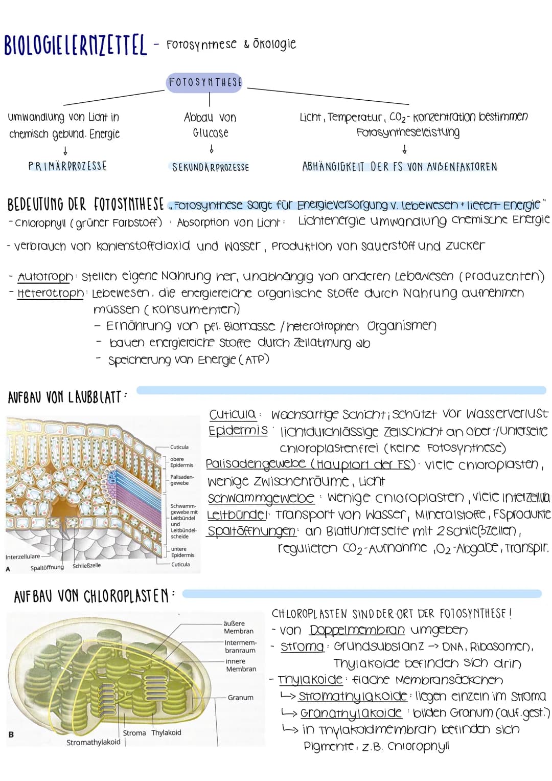 BIOLOGIELERNZETTEL- Fotosynthese & Ökologie
umwandlung von Licht in
chemisch gebund. Energie
↓
PRIMÄRPROZESSE
AUFBAU VON LAUBBLATT:
BEDEUTUN